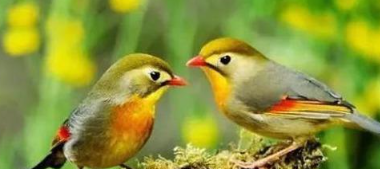 养相思鸟的经验之谈,相思鸟怎么羊?配图 养相思鸟的经验之谈,相思鸟怎么羊?配图